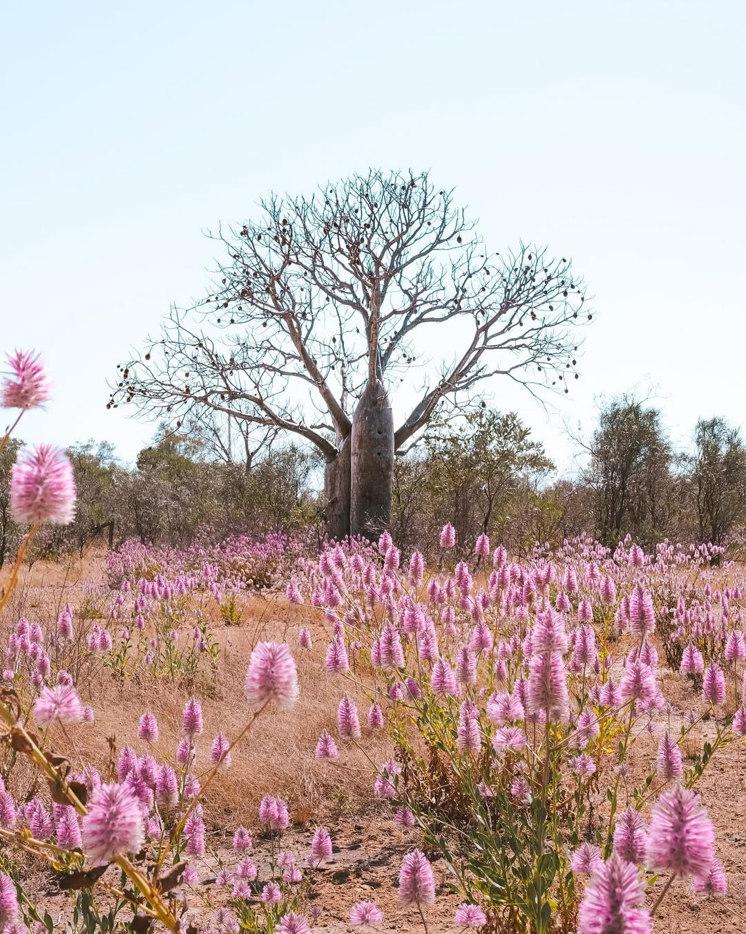 Mulla mulla flowering under a boab