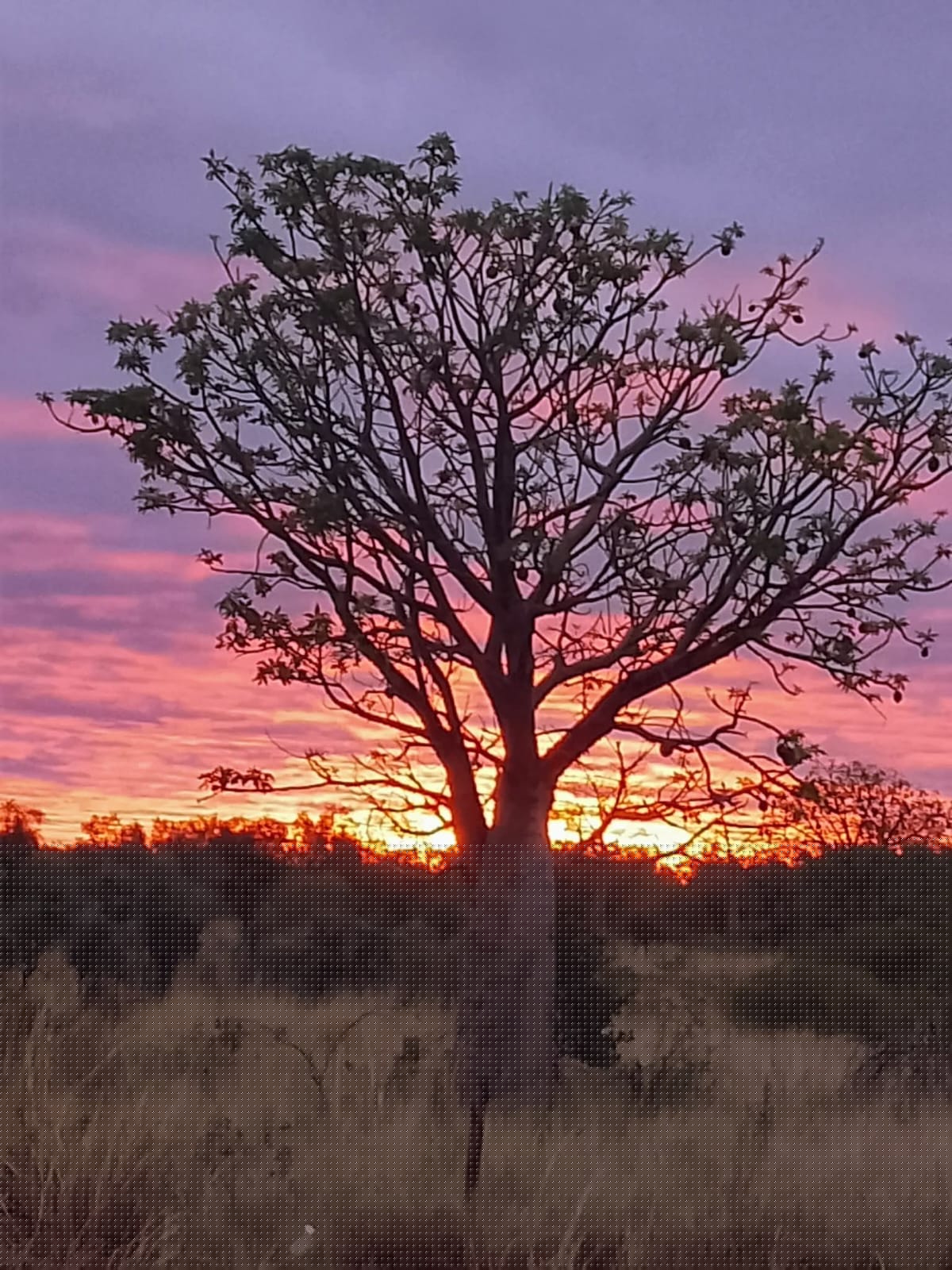 Boab tree at sunset