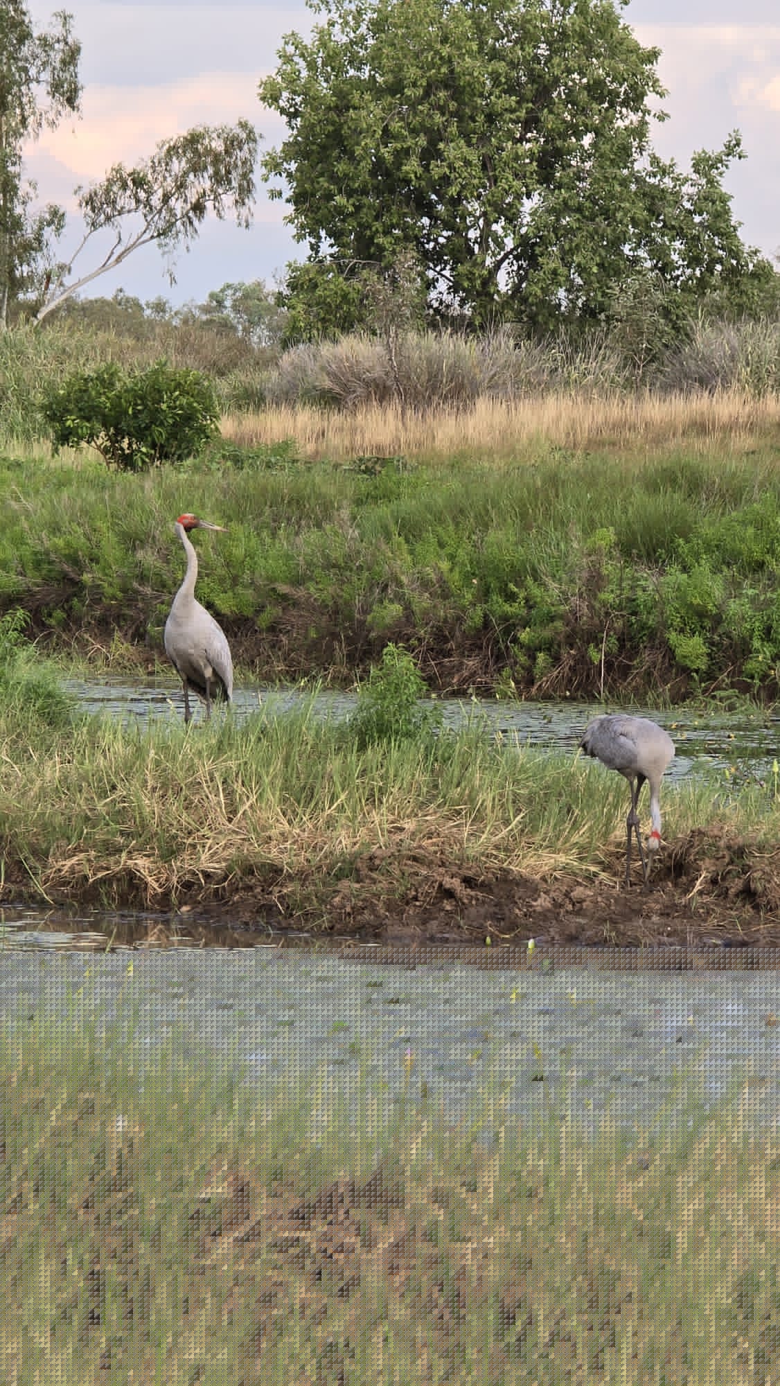 Brolgas on a Kimberley wetland